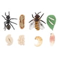 thumbnail image 1 of 2 juegos de modelos del ciclo de vida de abejas y hormigas, juguetes cognitivos para niños, material didáctico escolar., 1 of 8