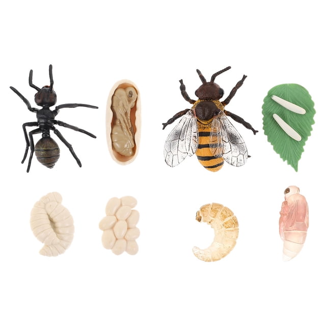 2 juegos de modelos del ciclo de vida de abejas y hormigas, juguetes cognitivos para niños, material didáctico escolar.