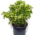 thumbnail image 3 of BLOSSOM BOOM GARDEN CENTER 10" Frosty Fern Live Plants in 4" Pot, 3 of 5