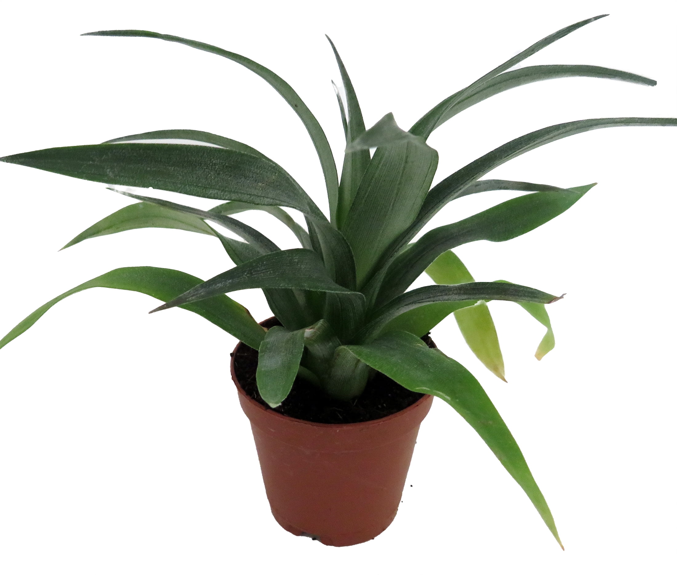 Mini Pineapple Plant - Ananas comosus - Great Indoors/Out - 2.5" Pot