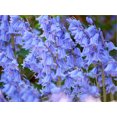 10 WOOD HYACINTH Mixed Colors English Woodland Spanish Bluebell Scilla