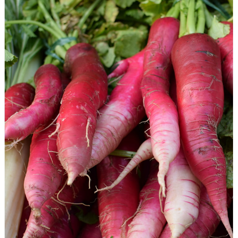 In season late winter: Radishes - Healthy Food Guide