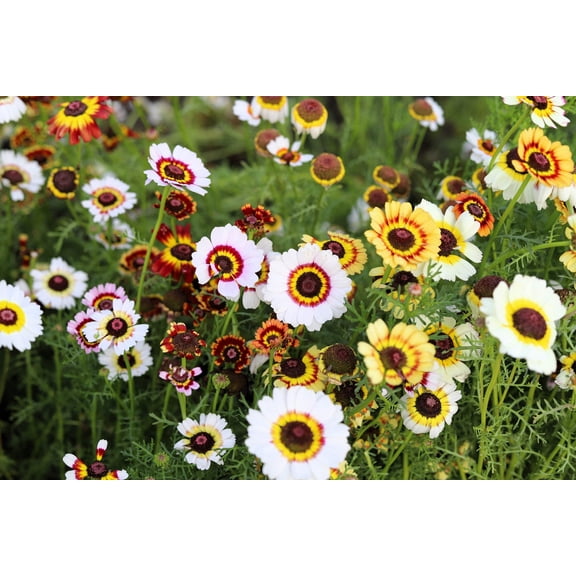 Seedville 250 Tricolor Painted Daisy Seeds Chrysanthemum Carinatum Flower