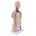 thumbnail image 3 of Herramienta De Enseñanza Médica De La Anatomía Modelo Anatómica Del Cuerpo  Del Torso De Los 45cm, Coleccionable Macarena Herramienta de enseñanza, 3 of 8