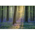thumbnail image 2 of Popan, Adrian 24x17 Black Ornate Wood Framed with Double Matting Museum Art Print Titled - Daydreaming of Bluebells II, 2 of 4
