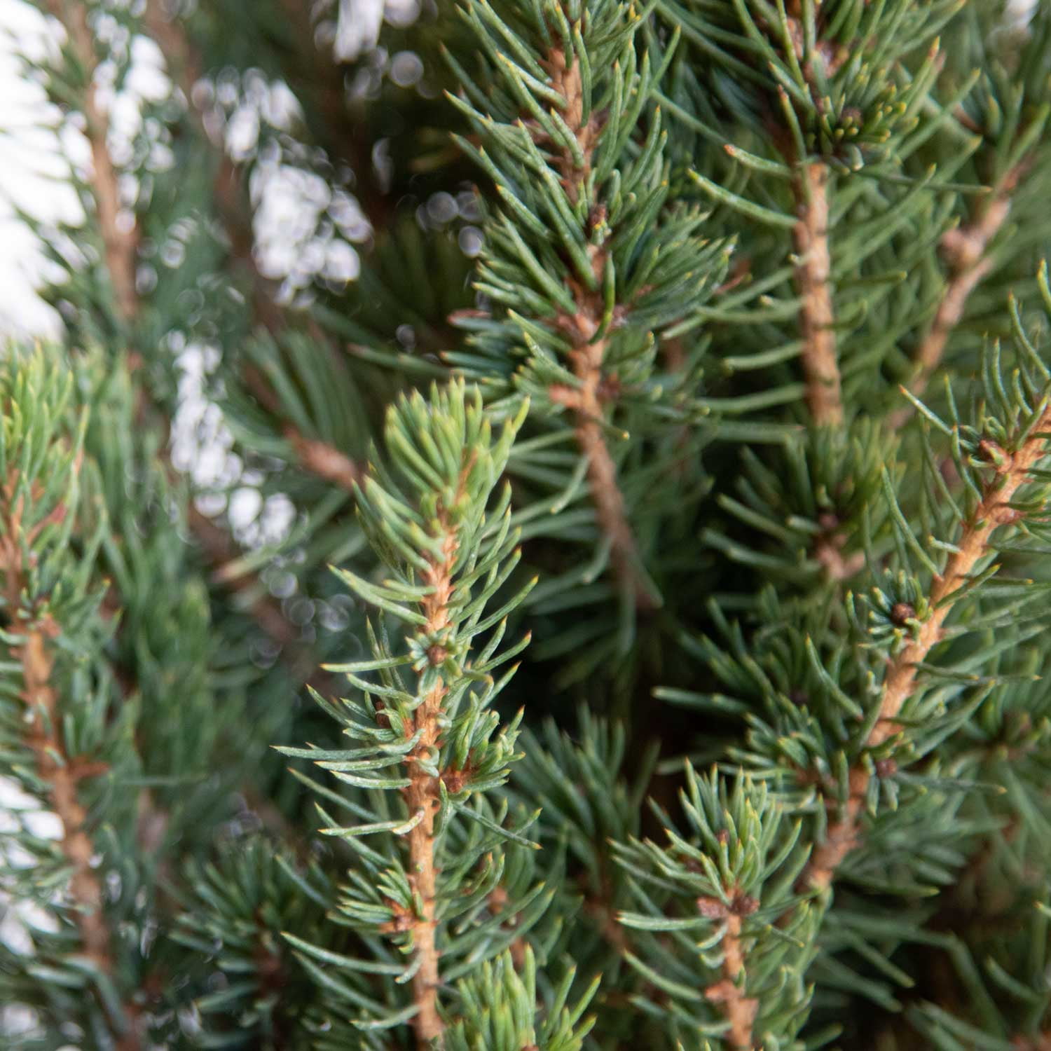 Dwarf Alberta Spruce (2.4 Gallon) Conical Evergreen Shrub/Tree - Full Sun Live Outdoor Plant