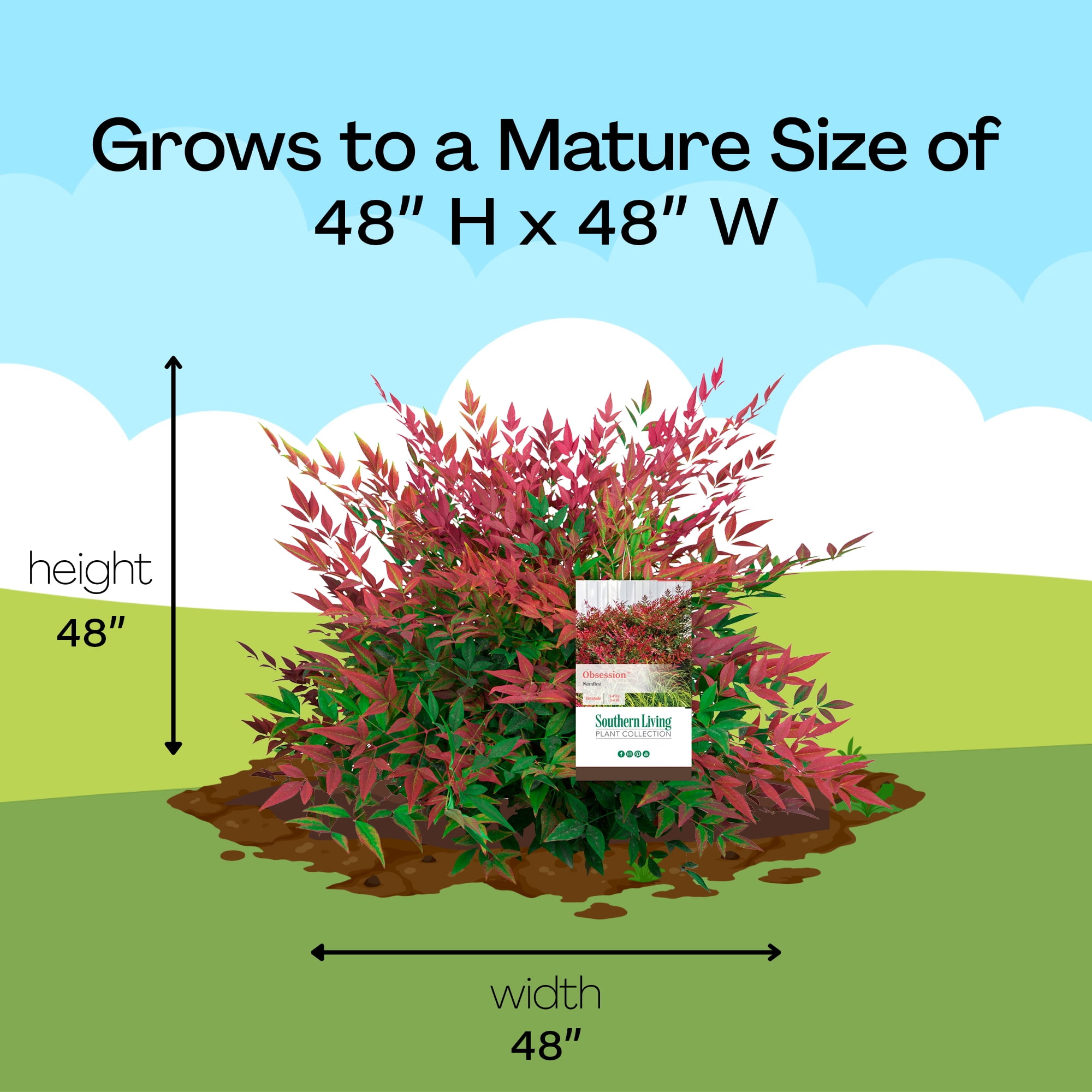Southern Living Nandina Obsession Live Shrub in 2-Gallon Grower Pot
