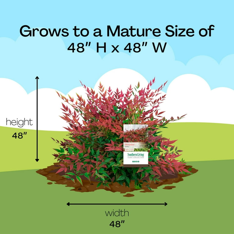 buy rubber plant Rubber Plant