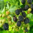 thumbnail image 3 of Navaho Blackberry Plant, 4-8 Inch Blackberry Plants Live for Planting, Outdoor Plant, 3 of 5