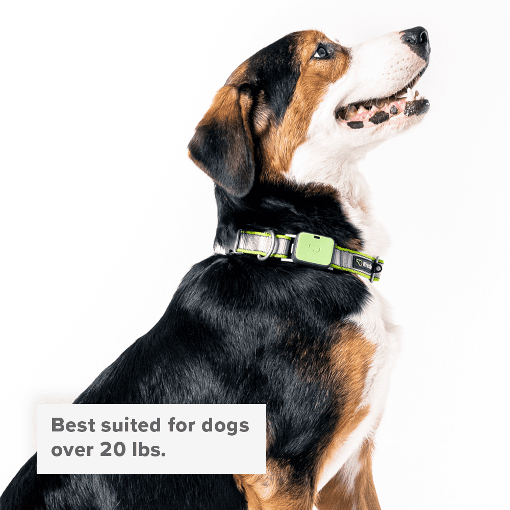 Whistle Large Twist & Go Dog Tracking Collar Compatible With Whistle GO Explore Dog GPS Tracker Device, Hi-Vis Green