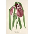 thumbnail image 3 of Charles Antoine Lemaire 13x18 Black Modern Framed Museum Art Print Titled - Iris Kaempfer Siebold (1854-1896), 3 of 5