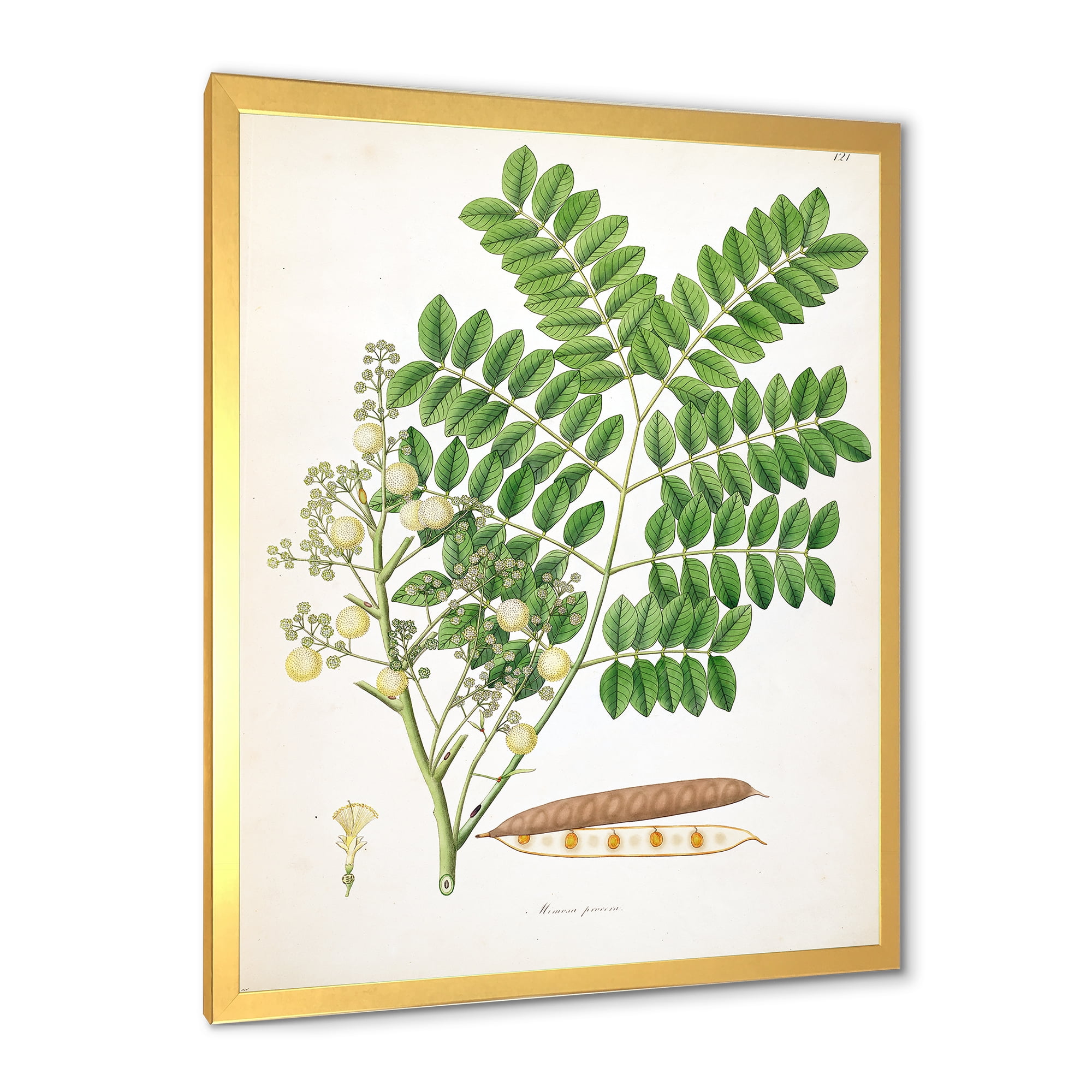 Designart 'Ancient Botanicals VII' Farmhouse Framed Art Print