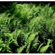 Classy Groundcovers, Eastern Hayscented (Hay-scented) Fern, Pasture/Boulder Fern (10 Bare Root plants)