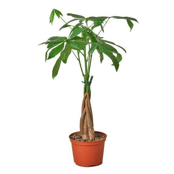 House Plant Dropship 3-PACHIRA-BRAID 3 in. Pot Money Tree Guiana Chestnut Pachira Braid Plant