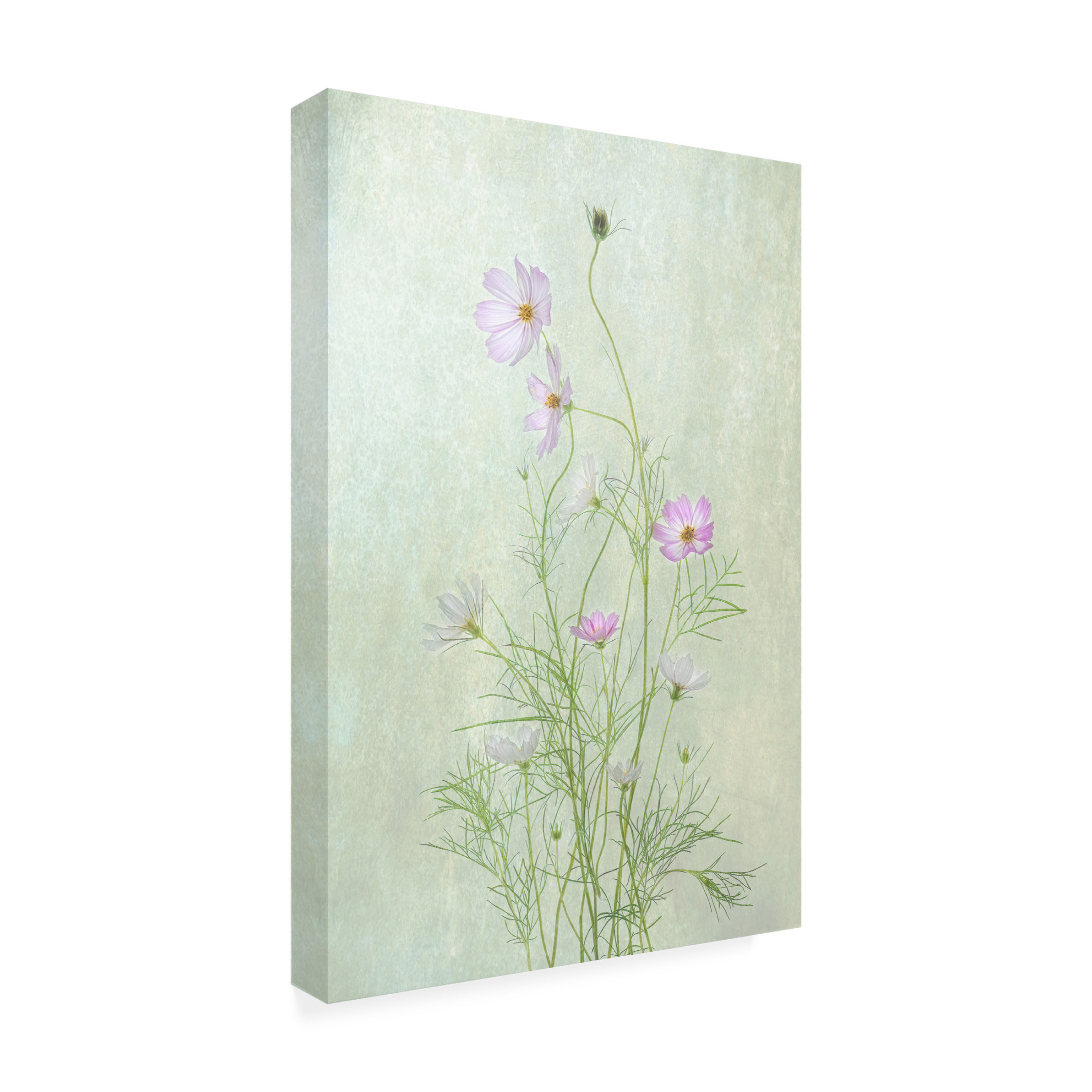 Canvas Wall Art - Catherine W. 'Cosmos' Wall Art for Living Room, Bedroom, or Office Décor by Trademark Fine Art - 22 x 32 Inches