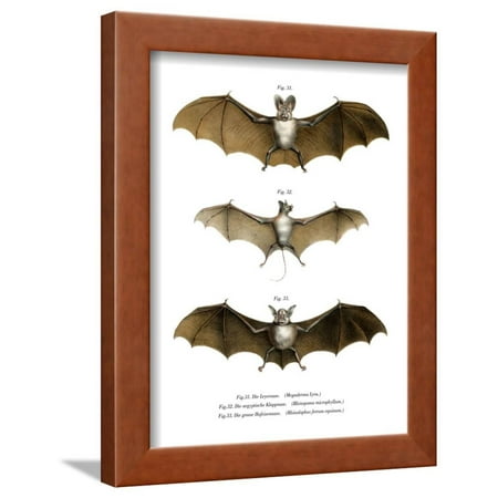 Greater False Vampire Bat 1860 Framed Print Wall Art