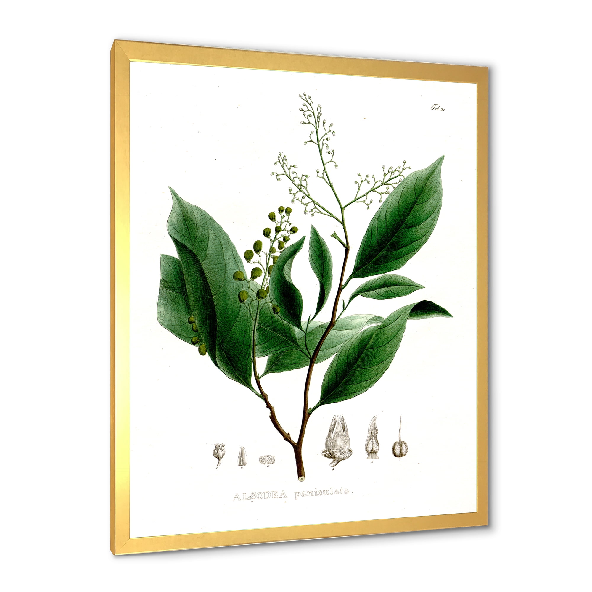 Designart 'Ancient Brazilian Plant II' Traditional Framed Art Print