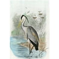 thumbnail image 3 of unknown 11x14 Black Modern Framed Museum Art Print Titled - Oversize Common Heron, 3 of 5