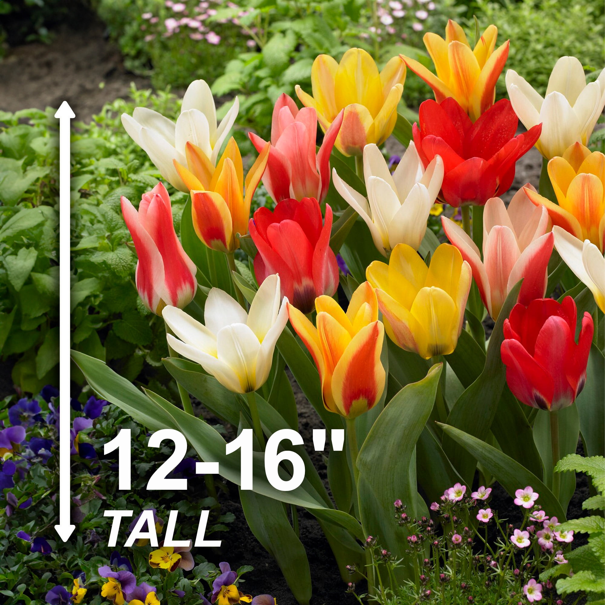 Garden State Bulb Fosteriana Emperor Mix Multicolor Tulip Flower Bulbs, 12/+ cm (Bag of 50)