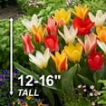 thumbnail image 4 of Garden State Bulb Fosteriana Emperor Mix Multicolor Tulip Flower Bulbs, 12/+ cm (Bag of 25), 4 of 7