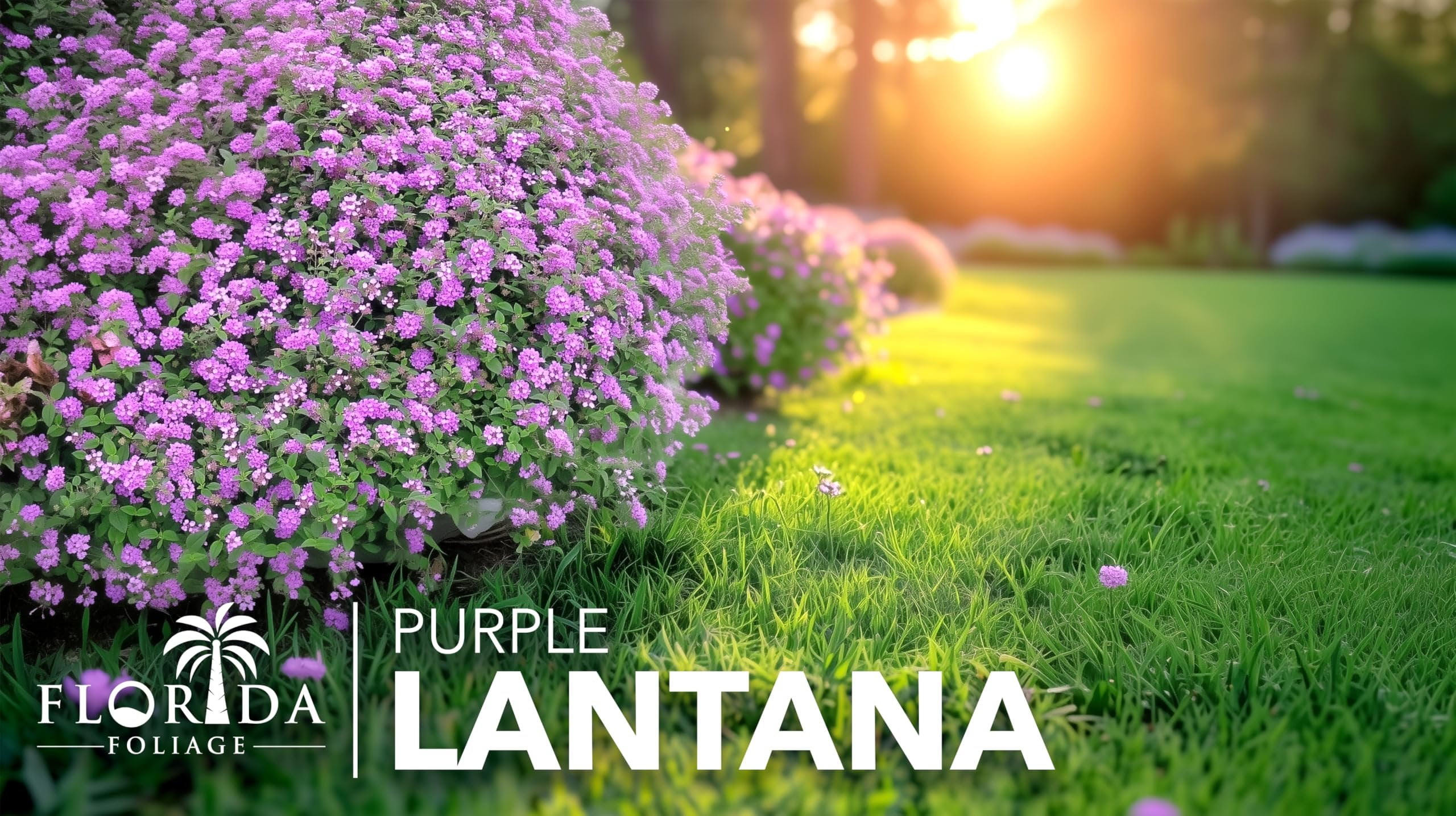Lantana Purple I 1 Large Gallon Size Plant I Verbenaceae Camara I Live Rich Purple Blooms, Heat and Drought Resistant, Ideal for Containers and Garden Borders