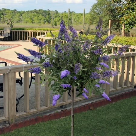 1 gal. Live Tree-Form Buddleia True Blue with Blue Flowers Full Sun