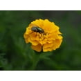 thumbnail image 2 of Bonin, Suzanne 24x19 Gold Ornate Wood Framed with Double Matting Museum Art Print Titled - Fly on Yellow Marigold, 2 of 4