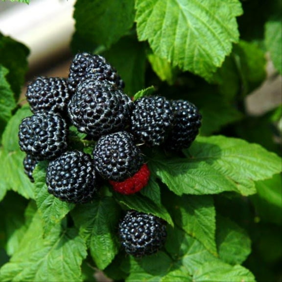 Jewell Black Raspberry Plant - Very Sweet - 3.25" Pot