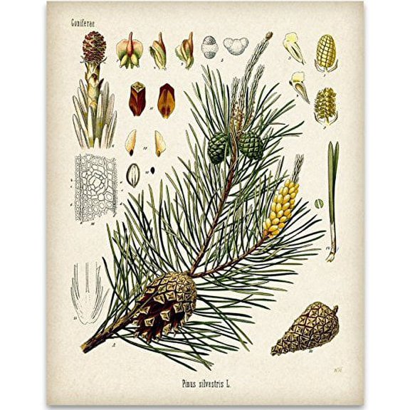 Pine Tree Botanical Illustration - 11x14 Unframed Art Print - Great Kitchen Home and Gift for Nature Lovers