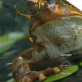 thumbnail image 3 of Fotbe Intellectual Frog Pond Gorro Clásico de Béisbol, Gorra Ajustable con Broche Snapback, Gorro de Exterior de Algodón Suave, 3 of 6