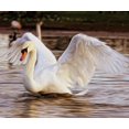 thumbnail image 1 of Lovely Swan - Peinture Diamant DIY, 1 of 6
