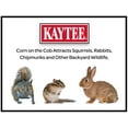 thumbnail image 4 of Kaytee Corn on the Cob, Squirrel and Critter Feed, 6.5 lb. Bag, Dry, 1 Pack, 4 of 8