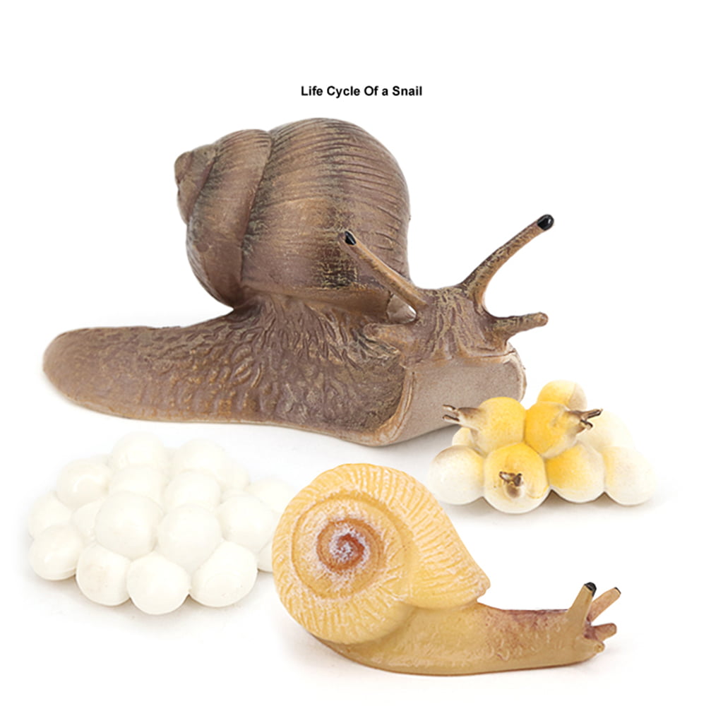 4x Plastic Snail Growth Life Cycle Playset Educational Cognitive Classroom Toys 