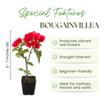 thumbnail image 5 of Red Bougainvillea Plant, Climbing Bougainvillea Plant Live, 4 Inc Pot, 5 - 7 Inc Tall, Vibrant Tropical Flowering Vine for Outdoor Patio and Garden Growing, 5 of 5