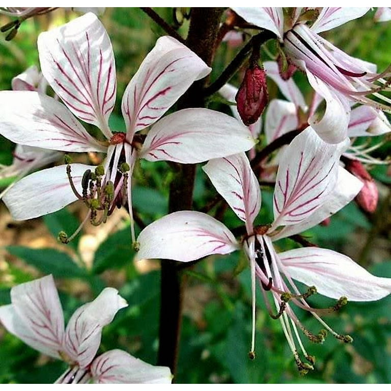 10 Gas Plant (Dictamnus Albus) Flower Seeds - Mixed Colors: White, Red, Pink, Lilac