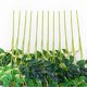thumbnail image 4 of Simulated 6 Leaves Wisteria Decoration Silk Flower Artificial Faux Indoor Vine Wisteria Ornament for Home Red, 4 of 5