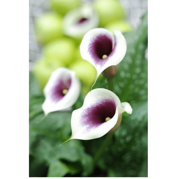 Picasso Calla Lily Bulb - Mint Green and Soft Violet - 14/16 cm Bulb - One Bulb