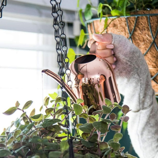 Mini Plante Arrosoir Intérieur Petit Arrosage Peut Vous Aider à Arroser les  Plantes de Maison Minuscules Succulentes Abreuvoir de Plantes d'Acier pour  les Pots de Fleurs Miniatures 