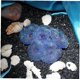 thumbnail image 4 of Planta de coral artificial de resina para decoración de acuarios., 4 of 5