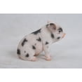 thumbnail image 2 of 7.5" Baby Pig Outdoor Garden Statue, 2 of 4
