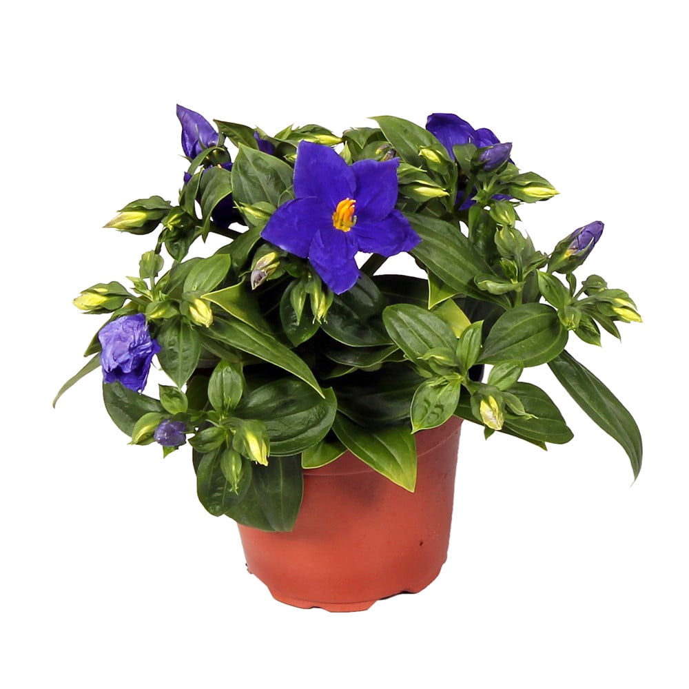 air structure persian violet