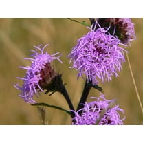 Northern Blazing Star Liatris scariosa Meadow Wildflowers Premium Seeds for Planting