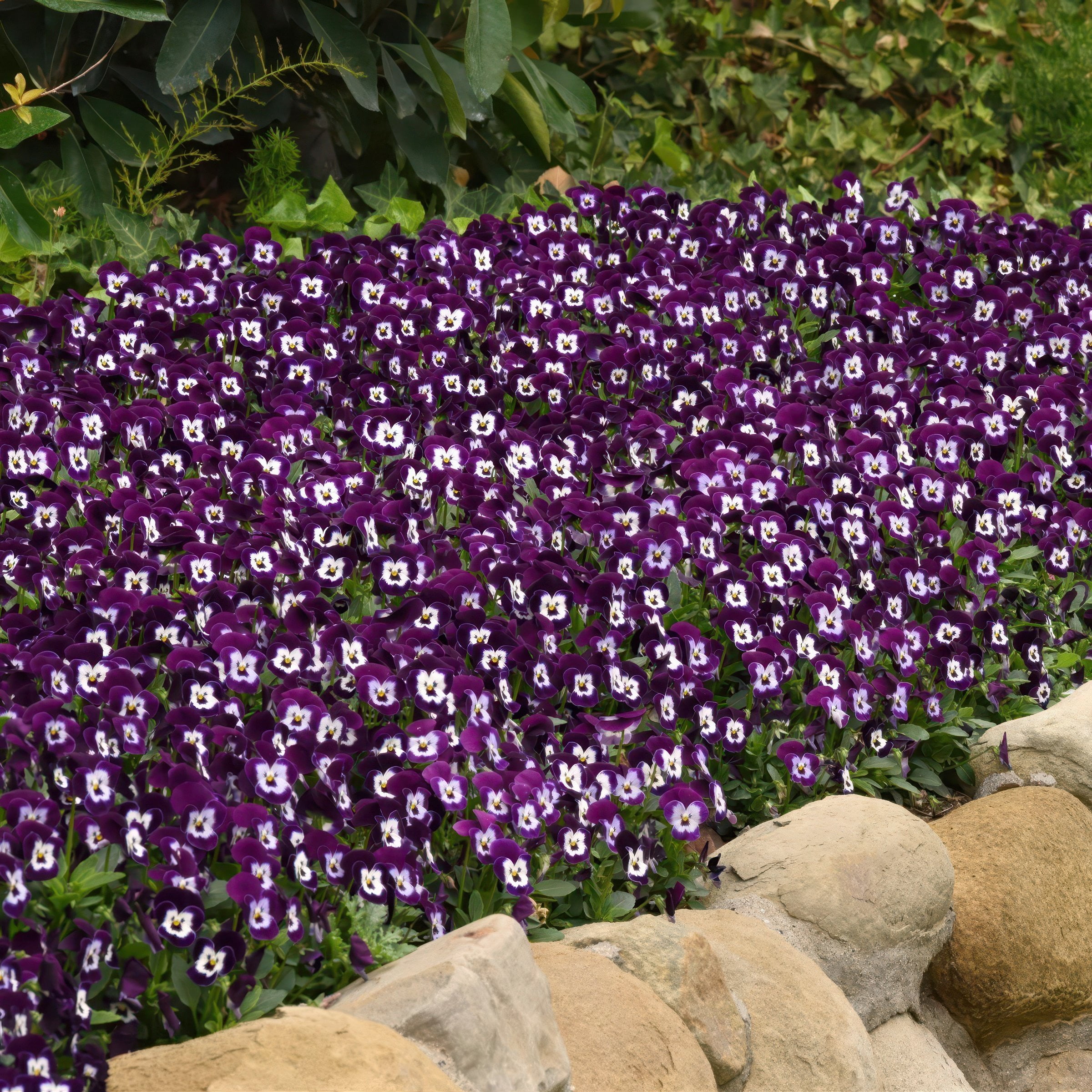 National Plant Network 4 in. Viola Sorbet XP Purple Face (8-Pack)
