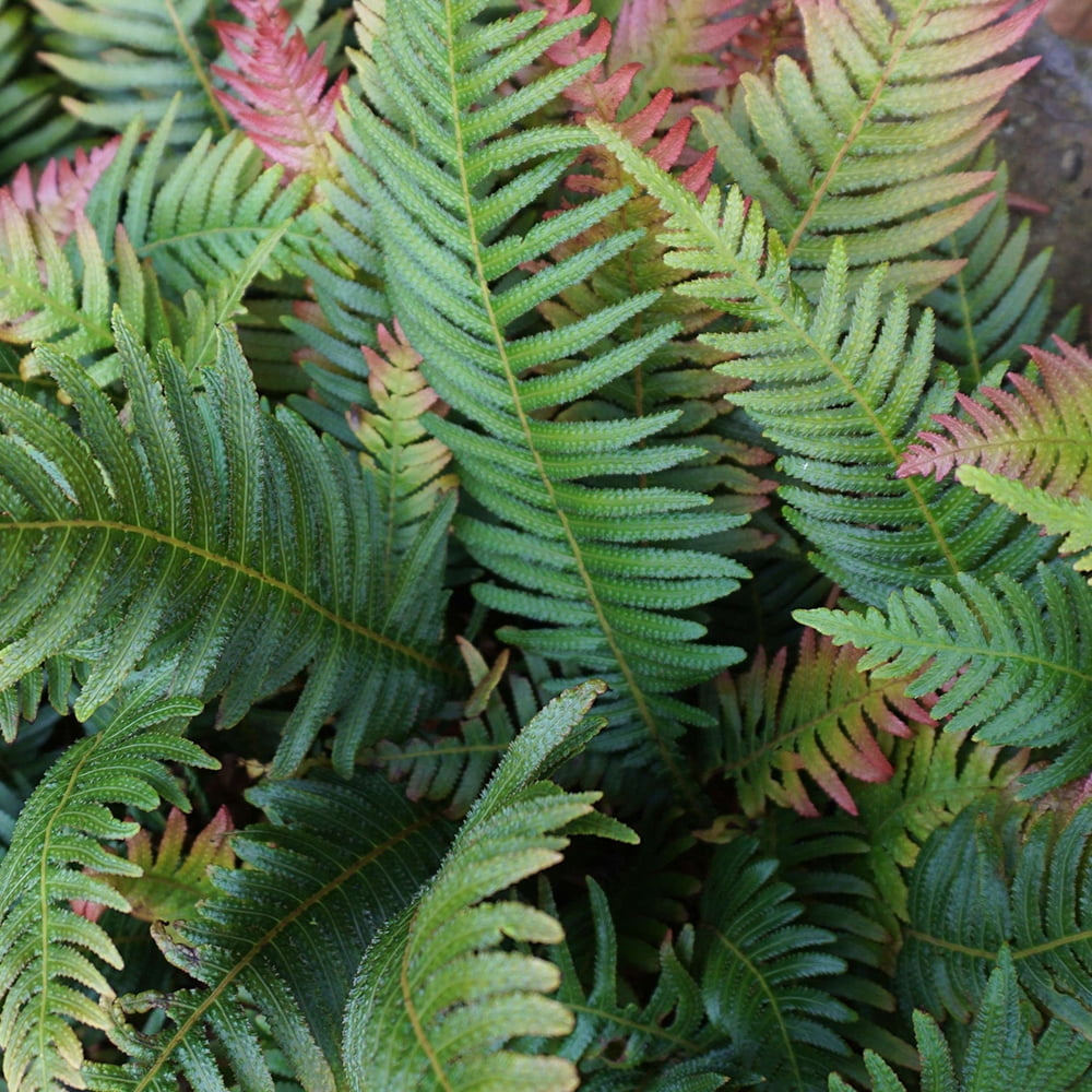 Altman Plants 1Gal Autumn Fern Live Plant with Grower Pot