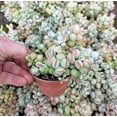 thumbnail image 5 of Live Cotyledon Pendens Plant Cliff Cotyledon Succulent Plant 4"Pot, 5 of 6