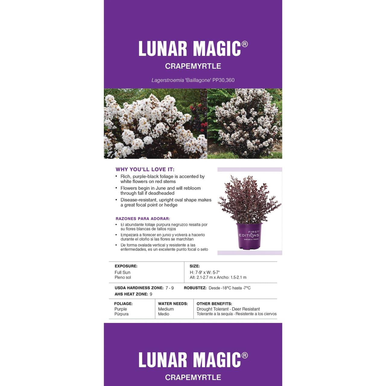 First Editions Crape Myrtle Lunar Magic Live Shrub (2 Gallon)