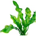 thumbnail image 3 of biOrb Easy Plant Pack, Small, 3 of 4