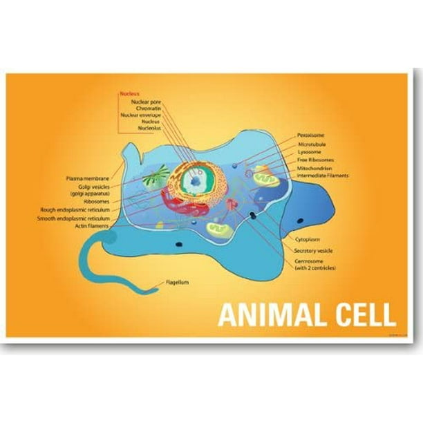 Animal Cell Biology NEW Classroom Biology Poster