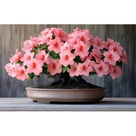 30 Royal Azalea Bonsai Tree Seeds for Planting