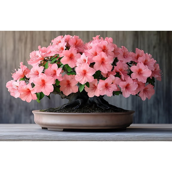 30 Royal Azalea Bonsai Tree Seeds for Planting